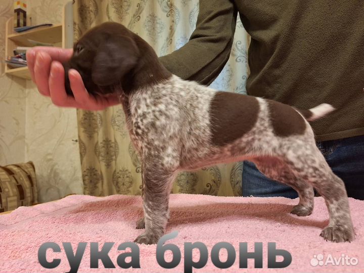 Щенки курцхаара