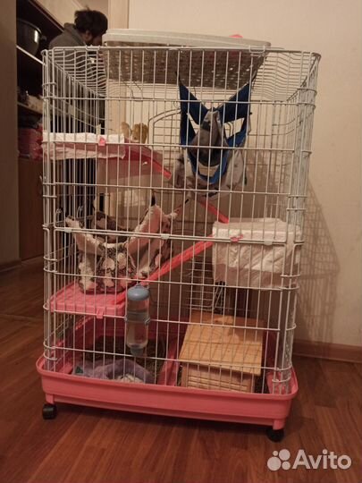 Крысы Дамбо с клеткой