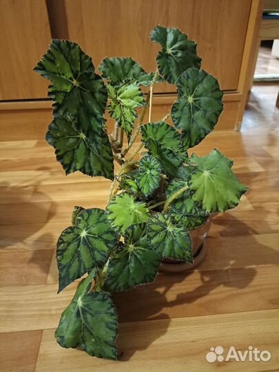 Бегония Бауэра