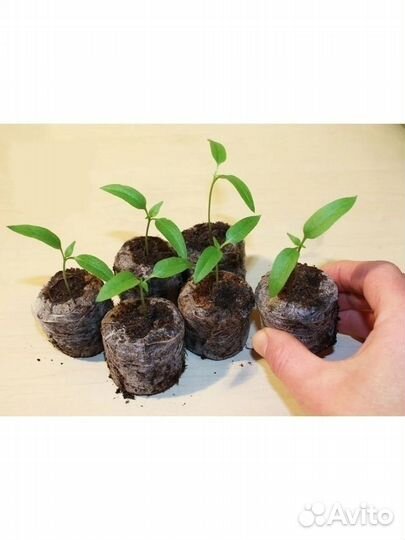 Торфяные таблетки / для рассады Jiffy