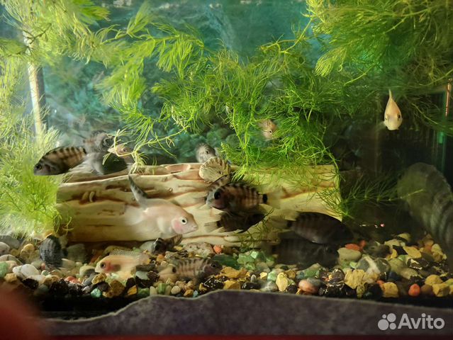 Рыба Цихлозома чëрнополосая