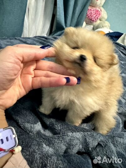 Померанский шпиц мини медвежьего типа