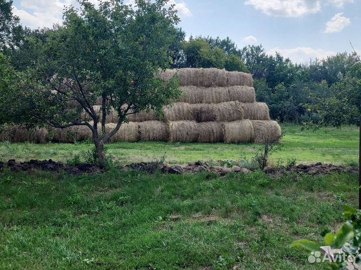 Продам сено в рулонах
