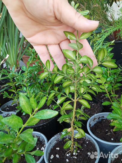 Саженцы садовых и комнатных растений