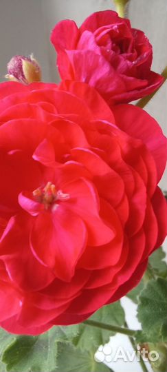 Пеларгония герань Pac Viva Rosita черенок