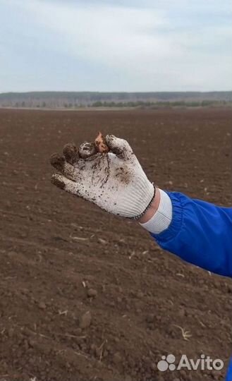 Чеснок на посадку оптом