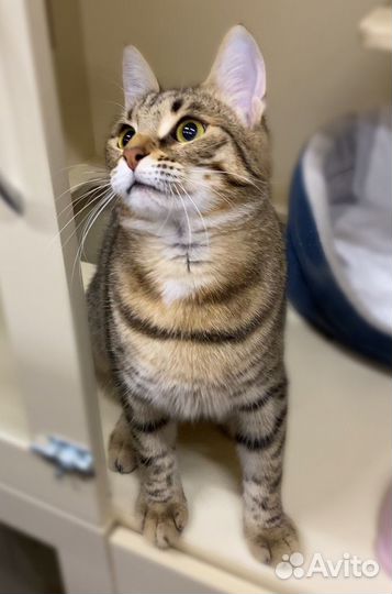 Спасите Магги