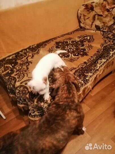 Шинок питбуля