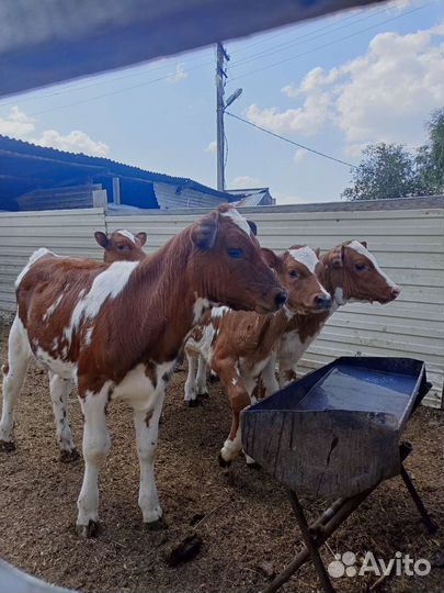 Айрширская телочка