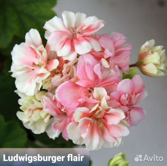 Пеларгонии махровые