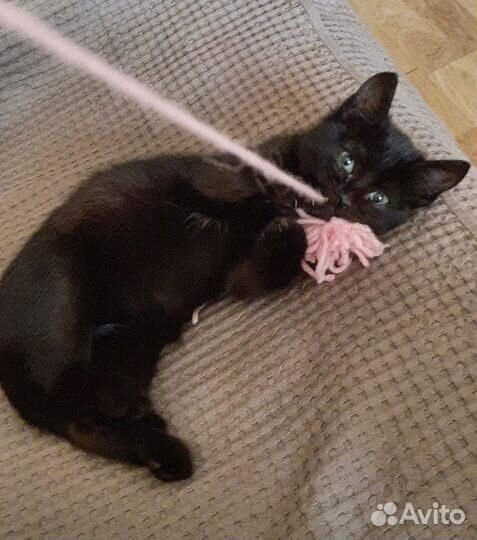 Отдаю котят в добрые руки