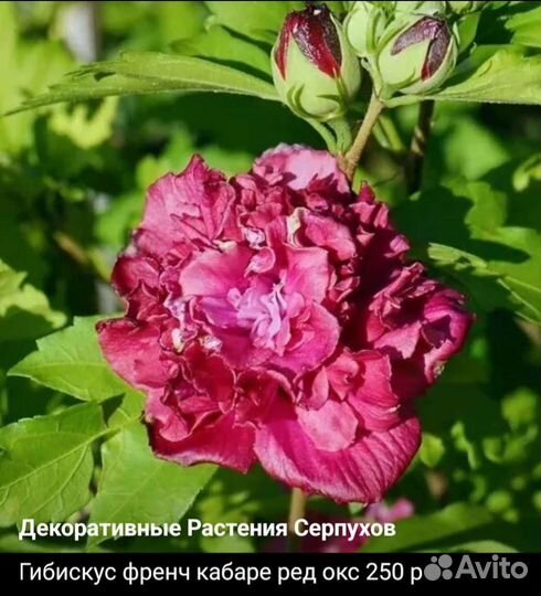 Сортовые гибискусы