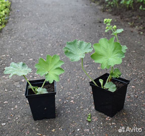 Цветы гейхера, манжетка