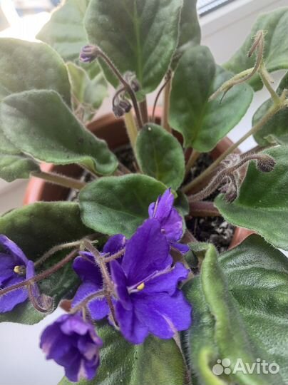 Фиалка Фиолетовая