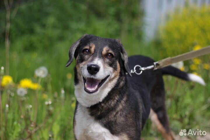 Лапа - собака компаньон 50 см