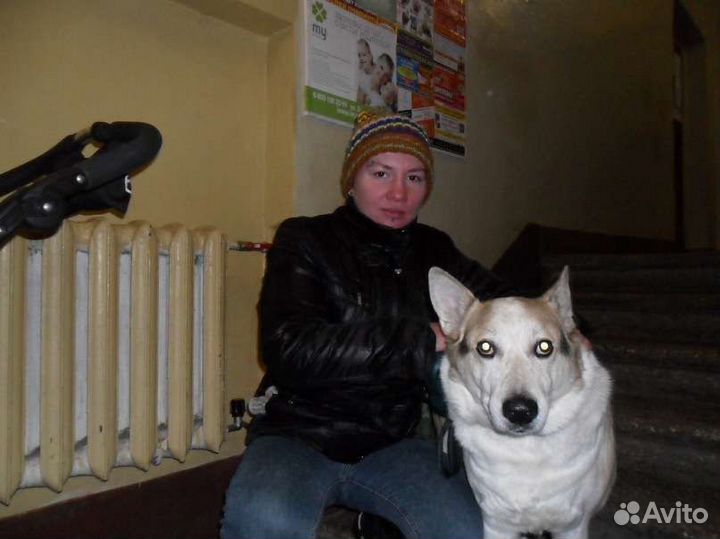 Зоогостиница