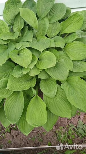 Купена, хоста