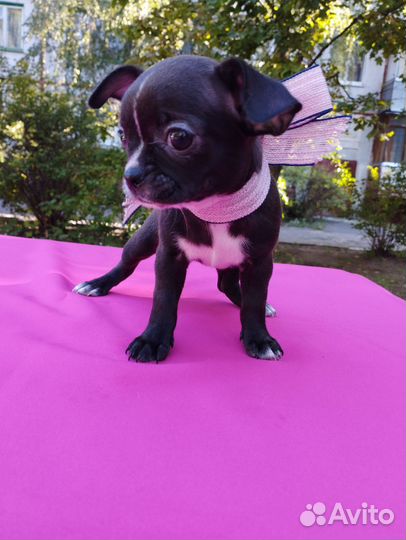 Чихуахуа девочка