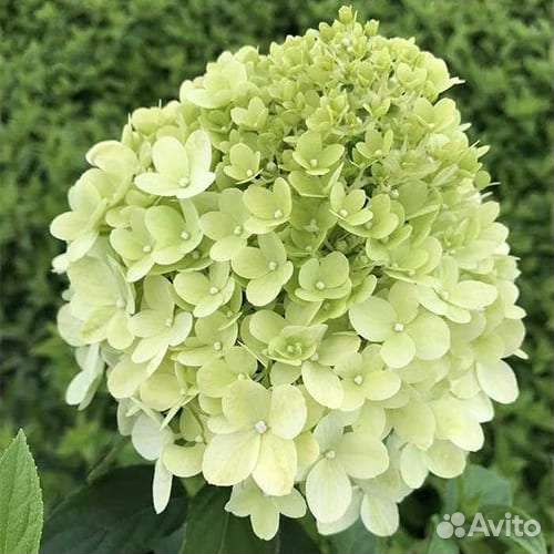 Гортензия Limelight метельчатая