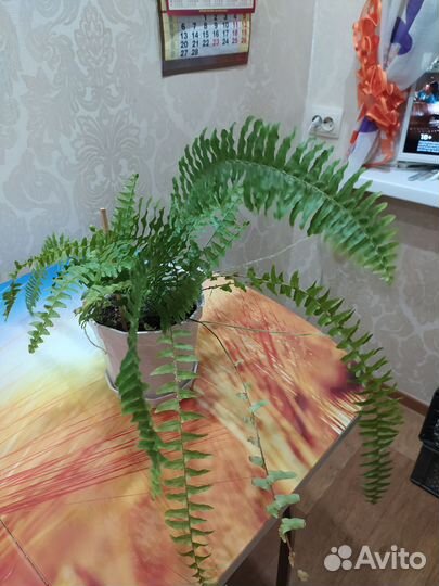 Папоротник комнатный. И хлорофитум кудрявый