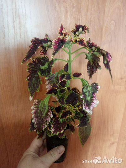 Комнатные растения цветы