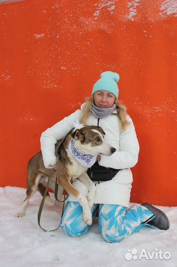 Азор-элегантный пес ищет дом