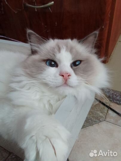 Регдолл кот