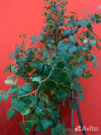 Циссус березка