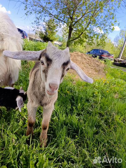 Англо нубийский козлик