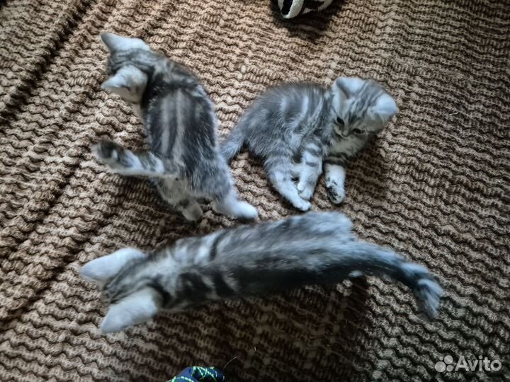 Британские котята