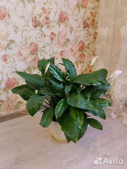 Спатифиллум