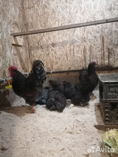 Куры петухи