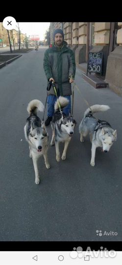 Догситтер, передержка