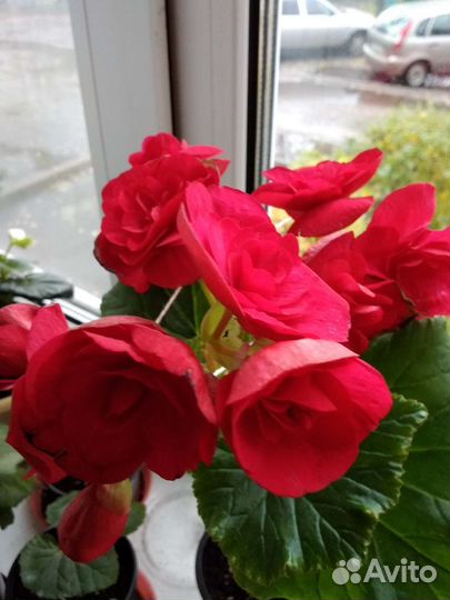 Бегония элатиор