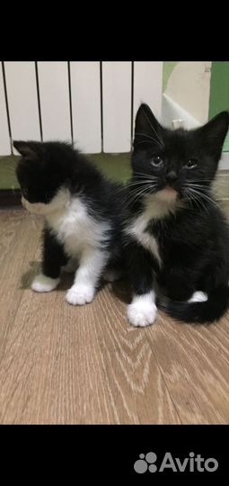 Котенок котята