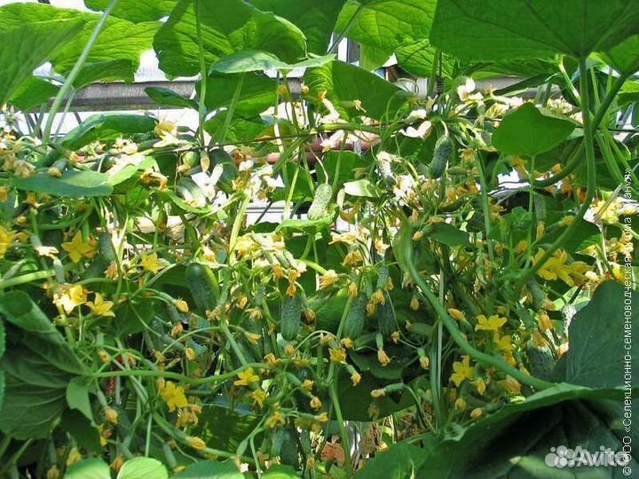 Семена удивительного гибрида огурца