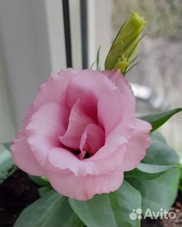 Лизиантус - Эустома Рассада