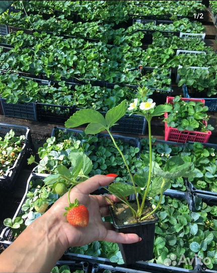 Саженцы клубники