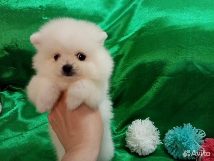 Померанский шпиц