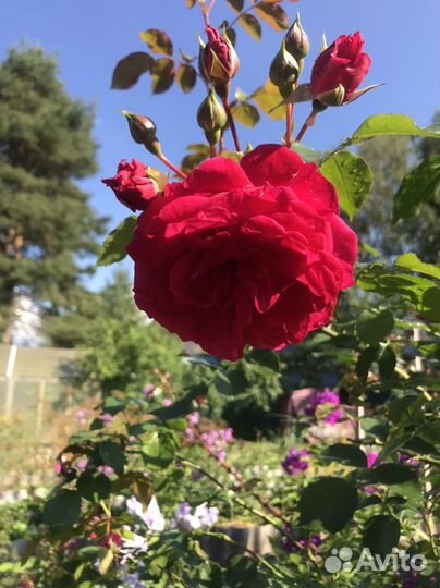 Клематис, роза, ирис,флокс