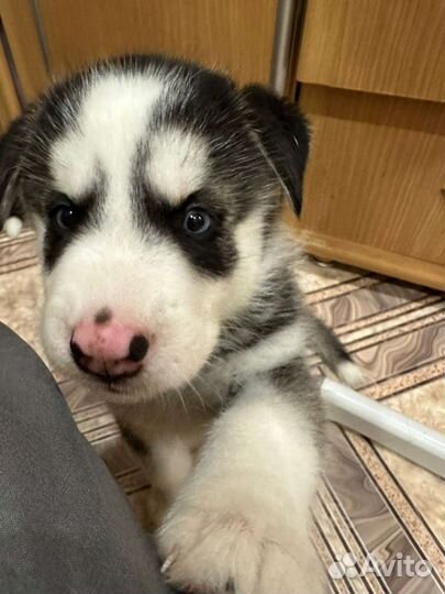 Продам щенков хаски