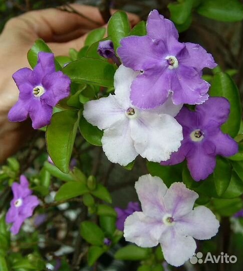 Аристолохия