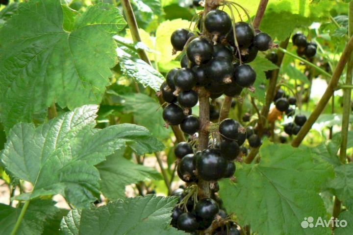 Саженцы черной смородины Изюмная