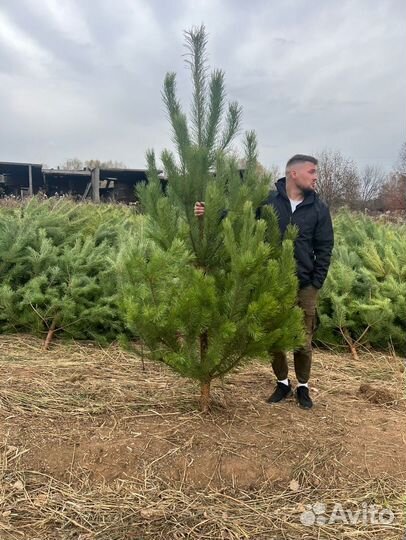 Живые елки и сосны 1-6 м с доставкой 42/655