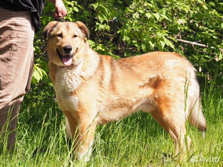 Собака Боцман