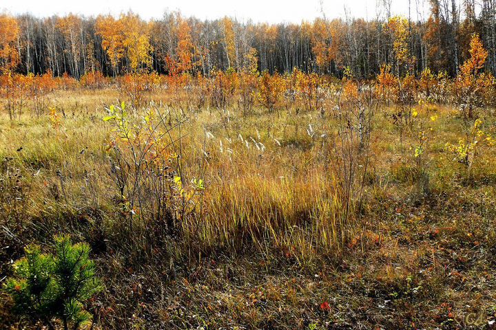 Участок 5,3 га (СНТ, ДНП)