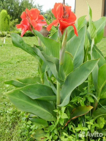 Рассада цветов