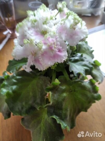 Детки сортовых фиалок