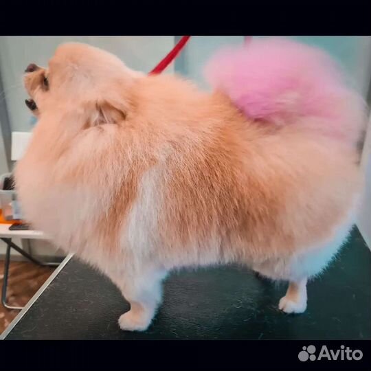 Стрижка(груминг) собак