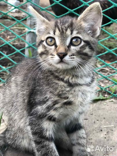 Отдадим котят в добрые руки